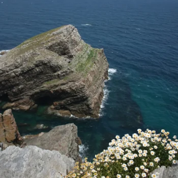 2014061931 Cabu Vidíu Leucanthemum ircutianum subsp. crassifolium